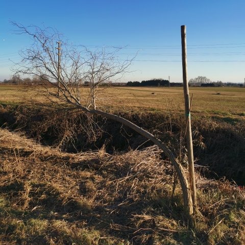 Albero piegato, occorre intervenire prima che si spezzi o che continui a crescere storto.