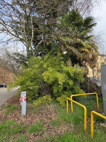 VEGETAZIONE PARCHEGGIO PUBBLICO DI VIA MONCALVO INT 16