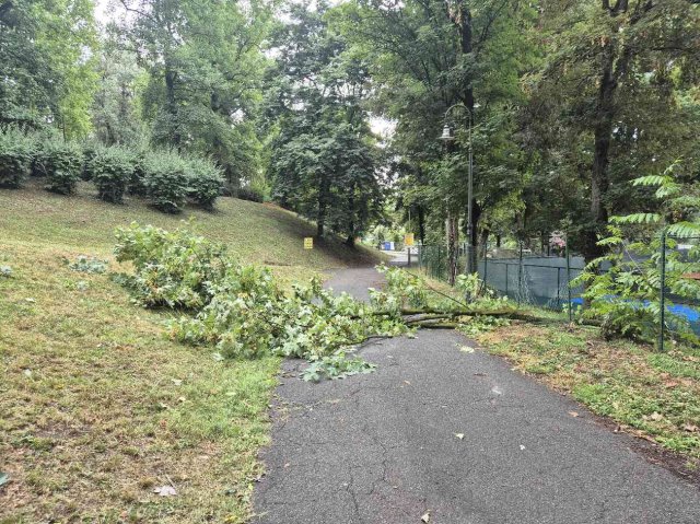 albero caduto durante il temporale