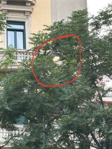 Potatura alberi in piazza