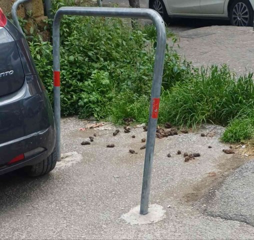 Escrementi di animali