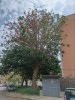 Allegato 21062