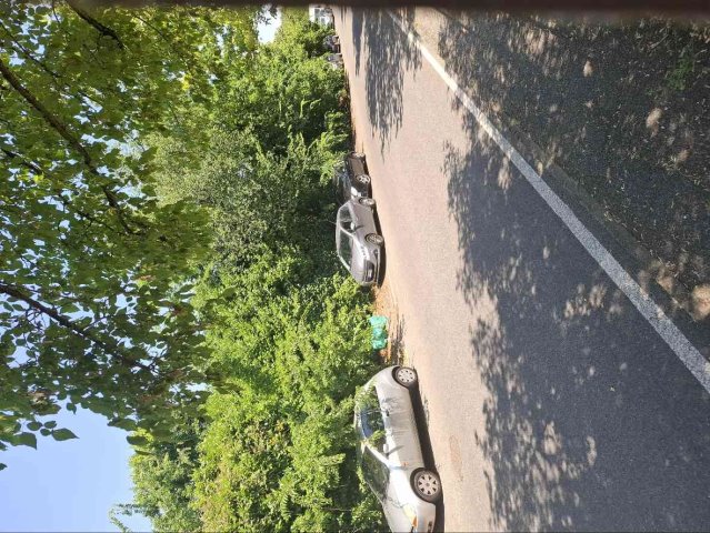 alberature aggettanti su strada