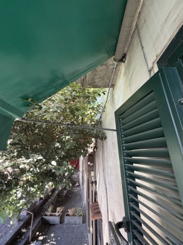 alberi non curati